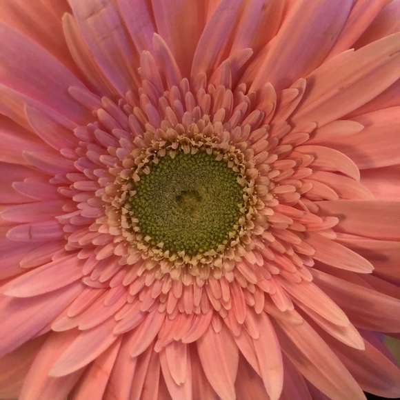 🌹🌹🌹🌹🌹🌹🌹🌹🌹🌹🌹🌹🌹🌹🌹🌹 - Picture 10 of 12